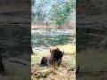 Gorgeous wildlife at the Northwest Trek Wildlife Park, Washington! Our dog joined for the wild drive