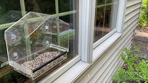 The Best Window Bird Feeder for Up-Close Birdwatching – Clear Acrylic Bird Feeder Review!