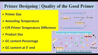 Primer Designing | Qualities of a Good Primer