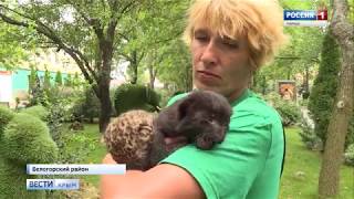 В Крыму родился черный леопард В Крыму родился черный леопард