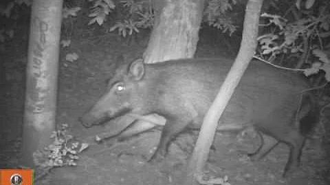 Male wild boar at scratching post