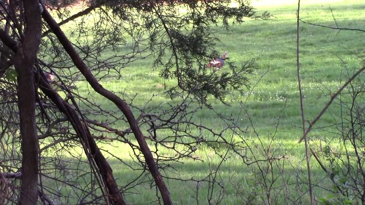 Flawless Turkey Hunt!!! TN 4/2/16 YouTube