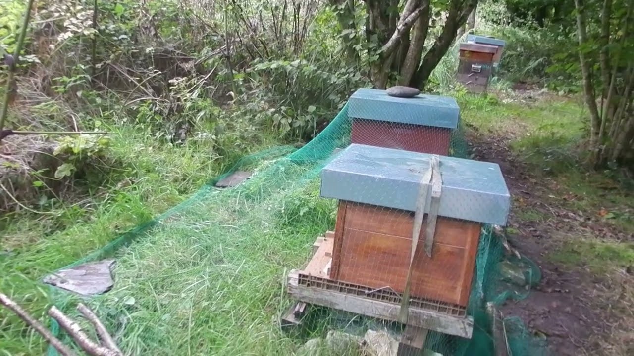 Comment je protège mes ruches du frelon asiatique avec un filet à fraise pour débloquer les abeilles