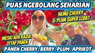 PUAS PANEN BUAH NGE BOLANG SEHARIAN!! PANEN SEMUA BUAH LIAR YANG ADA, BERRY , APRIKOT, PLUM, CHERRY