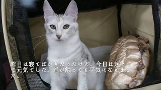 Marinday Melek Montserrat Silver Patched Mackerel Tabby Turkish Angora Female 5 months by Turkish Angoras 574 views 5 years ago 3 minutes, 16 seconds