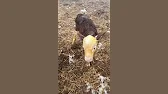 Семья Фетистовых