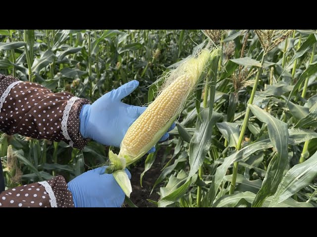 How to determine when to harvest corn at its sweetest 21/6/3 How to determine when to harvest corn at its sweetest 21/6/3