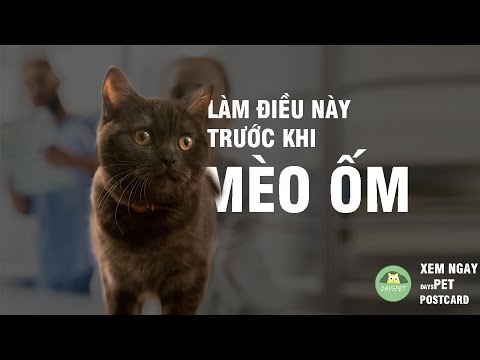 Video: Làm thế nào để đưa một con mèo trên máy bay (có hình ảnh)