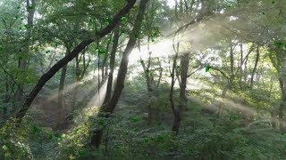 Sun Rays shining through trees