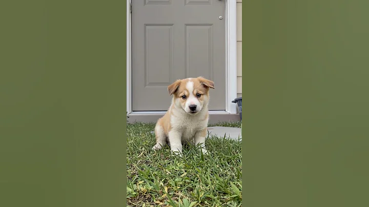 Video 10342841: pet cute dog funny, pets cute animals dogs, dog cat laugh cute, little pets funny animals