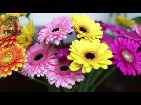 Video: Jak Si Vybrat čerstvé Květiny