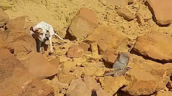 Arret sur perdrix gambra.  Chasse Au Maroc - Perdrix Gambra- avec chien d'arret pointer anglais.