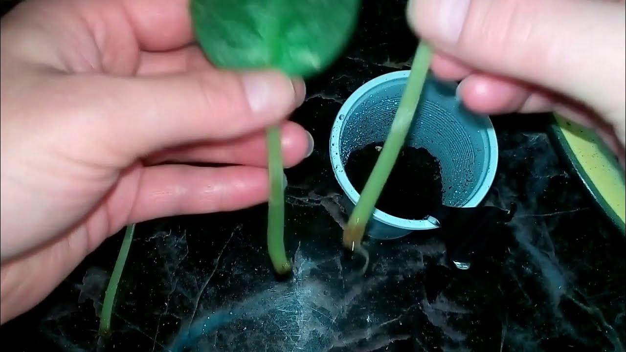 Как посадить фиалку с корнем. Как посадить фиалку с корнем