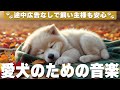 犬が落ち着く音楽🐶老犬の夜泣き対策 / 12時間広告なし / 犬が寝る音楽 / 睡眠用BGM / healing music for dogs / vol.604