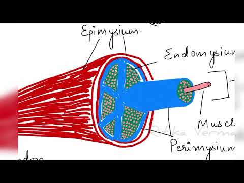 Muscle Tissue- Detailed Description - YouTube