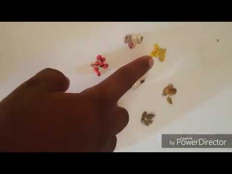 YANDA Zakiyi Mallak Ta Hanyar Kwallin Saman Ido By Auwal Azare