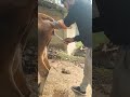 #cow