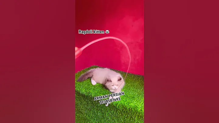 Video 11779461: persian cat kitten