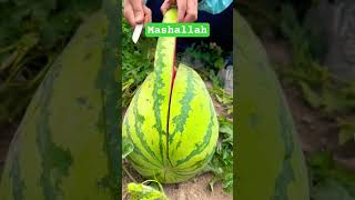 Wow Best Quality Watermelon Cutting