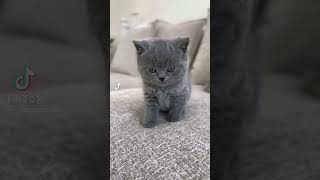 kitten