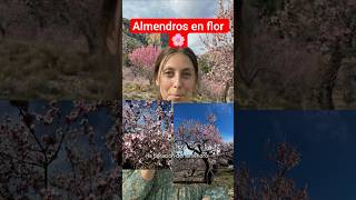Almendros en flor en Benidorm y su comarca #benidorm #visitbenidorm #almendros #almendrosenflor