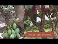 Top Working Mango Tree