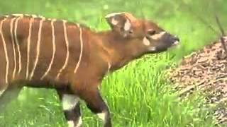 Endangered Antelope Born