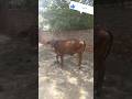 Radhe Dairy farm.#dairy farm#dairy#cow#farming#shorts#viral#trending#reels#desi#animal lovers#