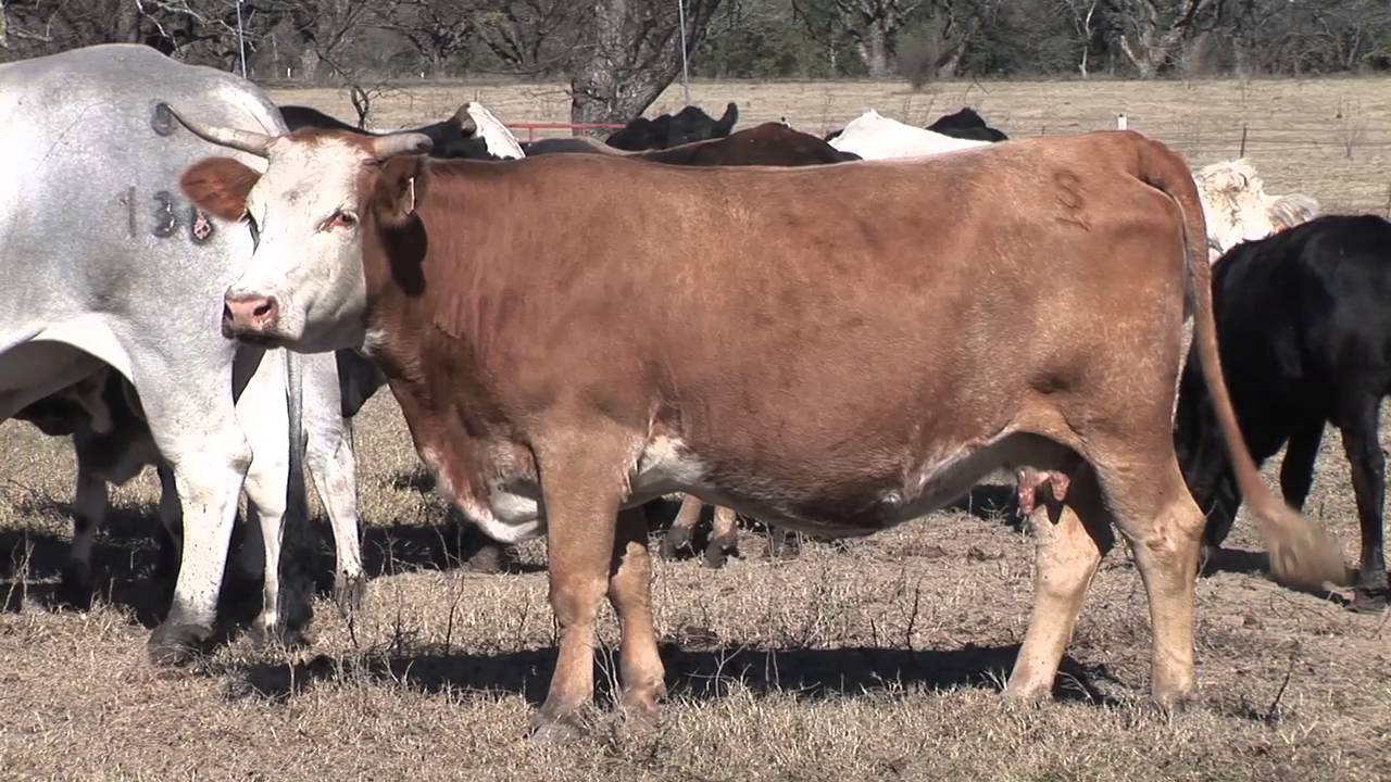 Rick Machen - Cattle Nutrition - Evaluating your forage