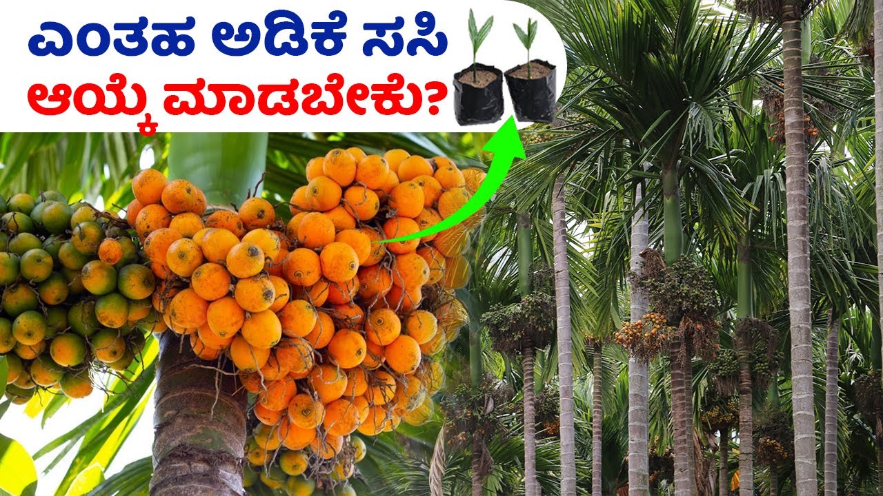 ಕಳೆದ ಬಾರಿ 220 ಕ್ವಿಂಟಾಲ್ ಇಳುವರಿ, ಈ ಬಾರಿ 300 ಕ್ವಿಂಟಾಲ್ ಖಚಿತ. ಹೀಗೂ ಉಂಟೆ ...