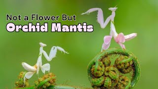 Beautiful & Deadliest Mantis: Fascinating Orchid Mantis Facts by Nature's Creatures 1,036 views 6 months ago 2 minutes, 52 seconds