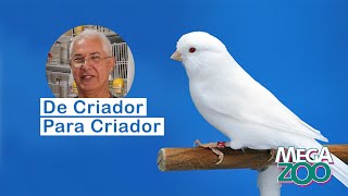 De Criador Para Criador  Jairo Almeida  Criadouro Curitiba  Canários de Cor com fator e sem fator