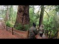 Methuselah tree  woodside california  4k