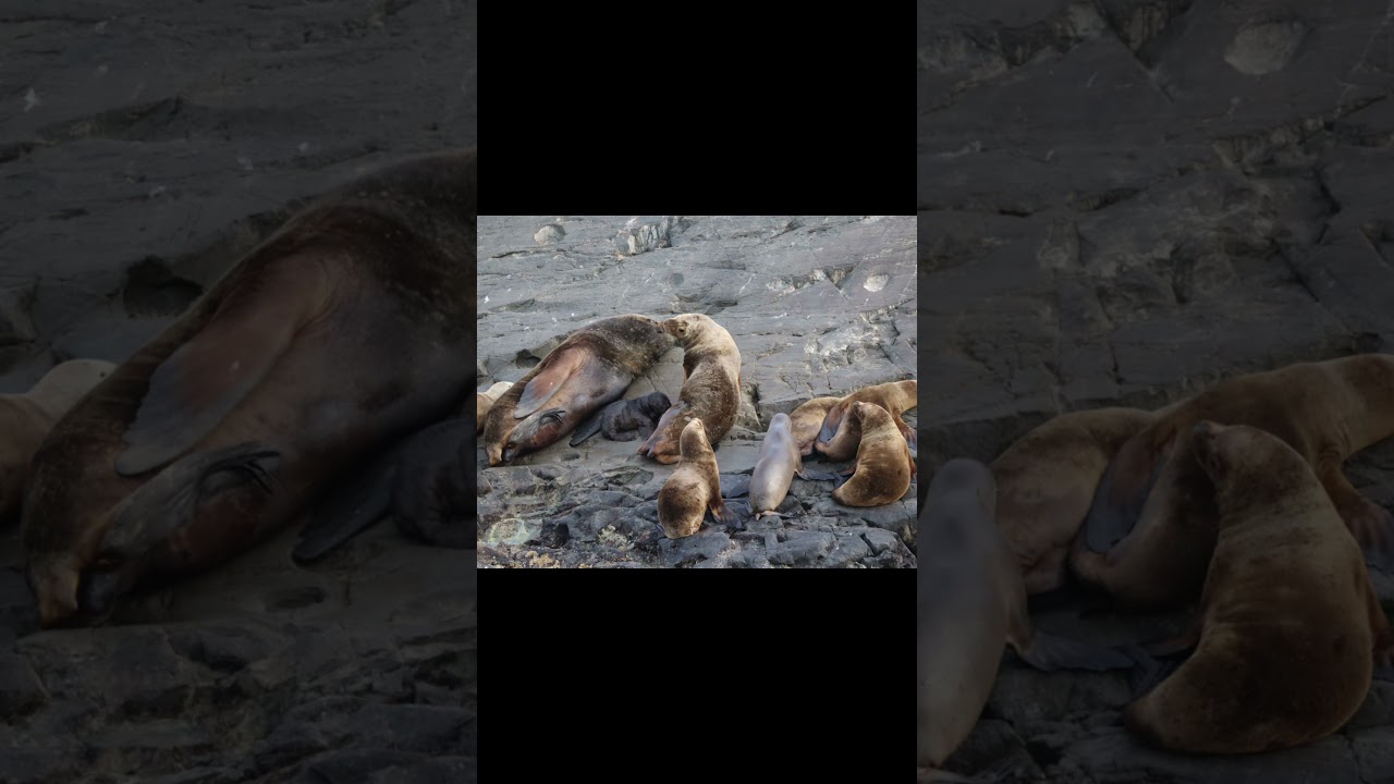 🦭 🦭 Tierra del Fuego: leoni marini e Faro Les Éclaireurs