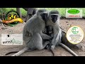 Baby orphan monkeys, meet their new monkey moms