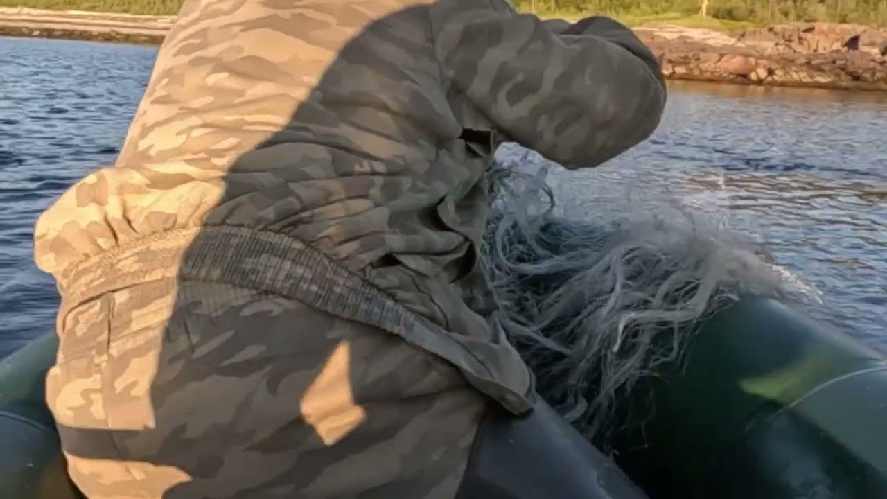 Карелия рыбалка горбуша икра