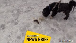 Clean up your dog's poop