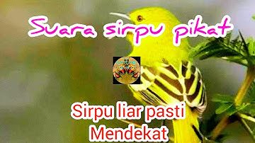 Suara sirtu/cipow pikat | ampuh untuk memikat sirpu liar