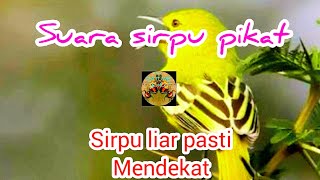 Suara sirtu/cipow pikat | ampuh untuk memikat sirpu liar
