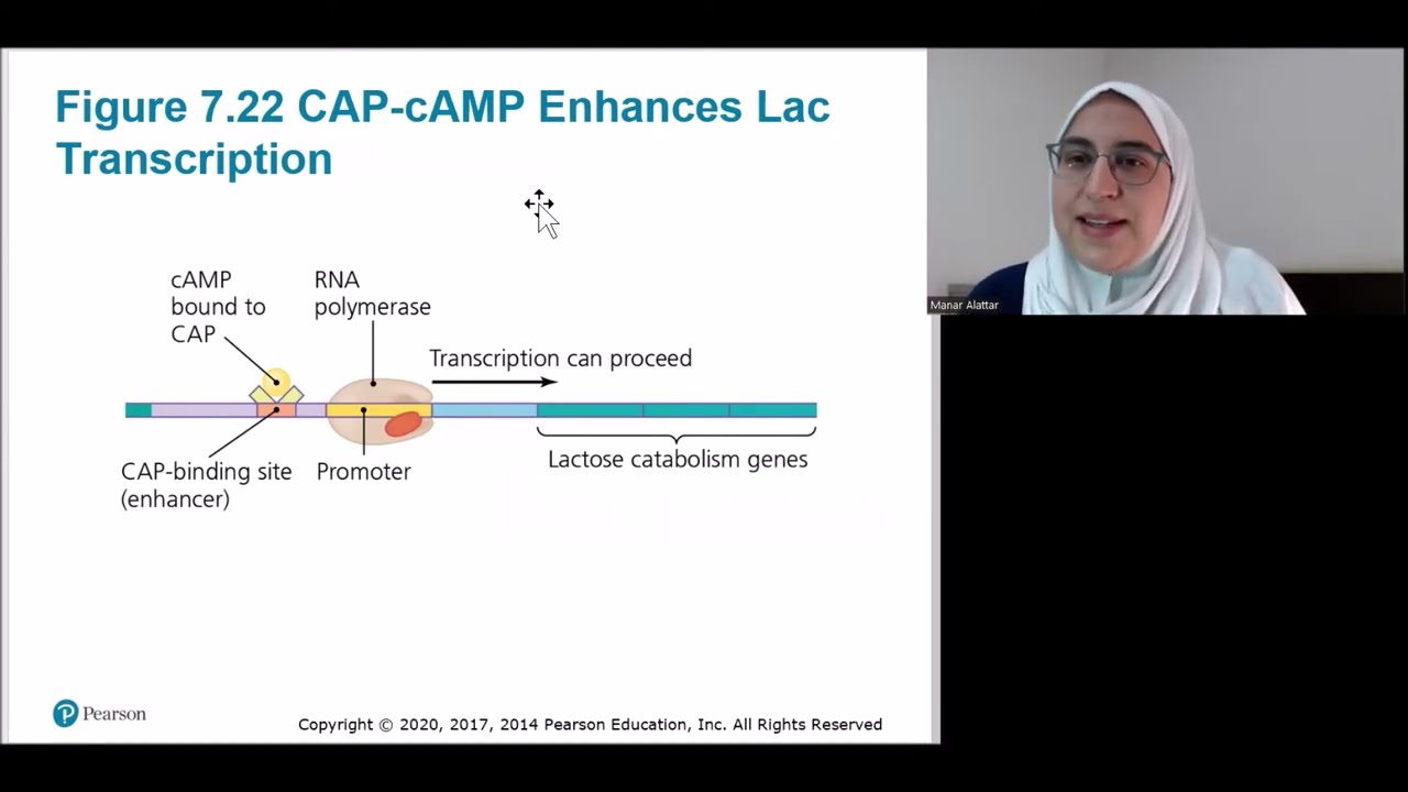 Chapter 7 [Part 2/2] - Microbial Genetics