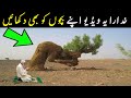 Intahai Zaroori Video Apnay Bacho Ko B Dikhaen || Blessed Tree || ilm ki baat