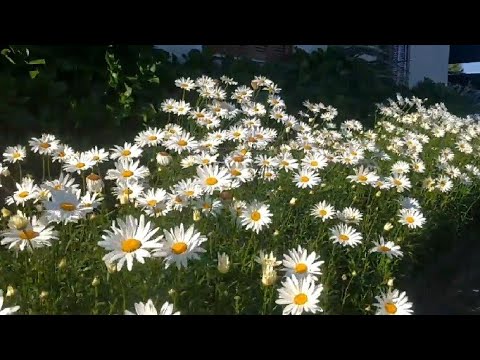 Vídeo: O Que é Um Gramado E Como Ele Difere De Um Canteiro De Flores