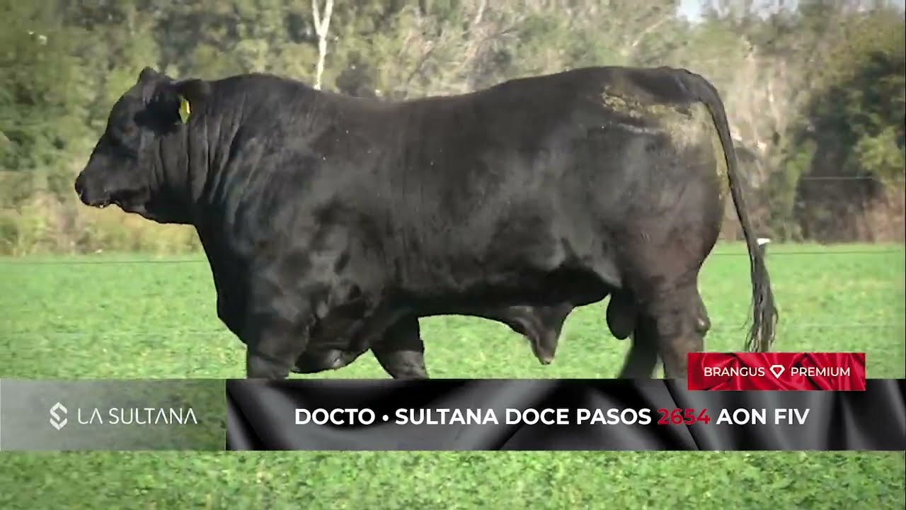 DOCTO • SULTANA DOCE PASOS 2654 AON FIV • La Sultana
