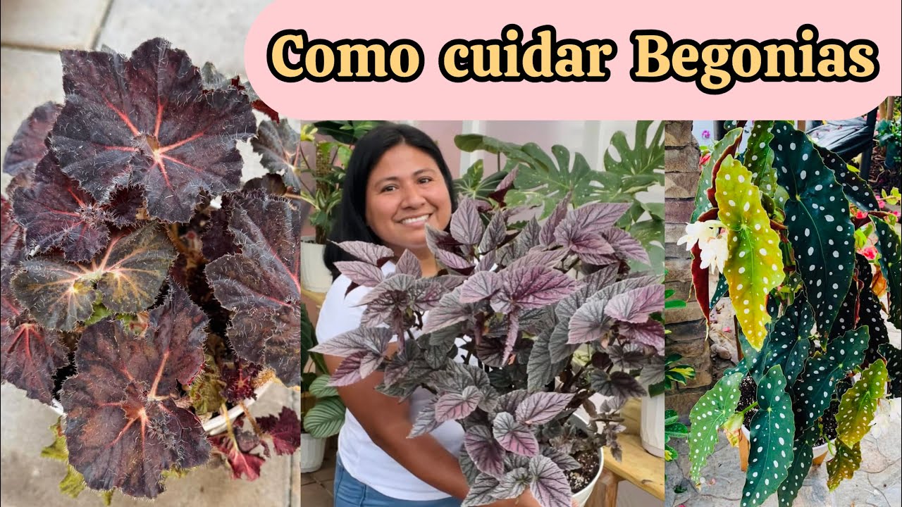 Begonias Tips buenísimos aprende a cuidarlas y propagarlas