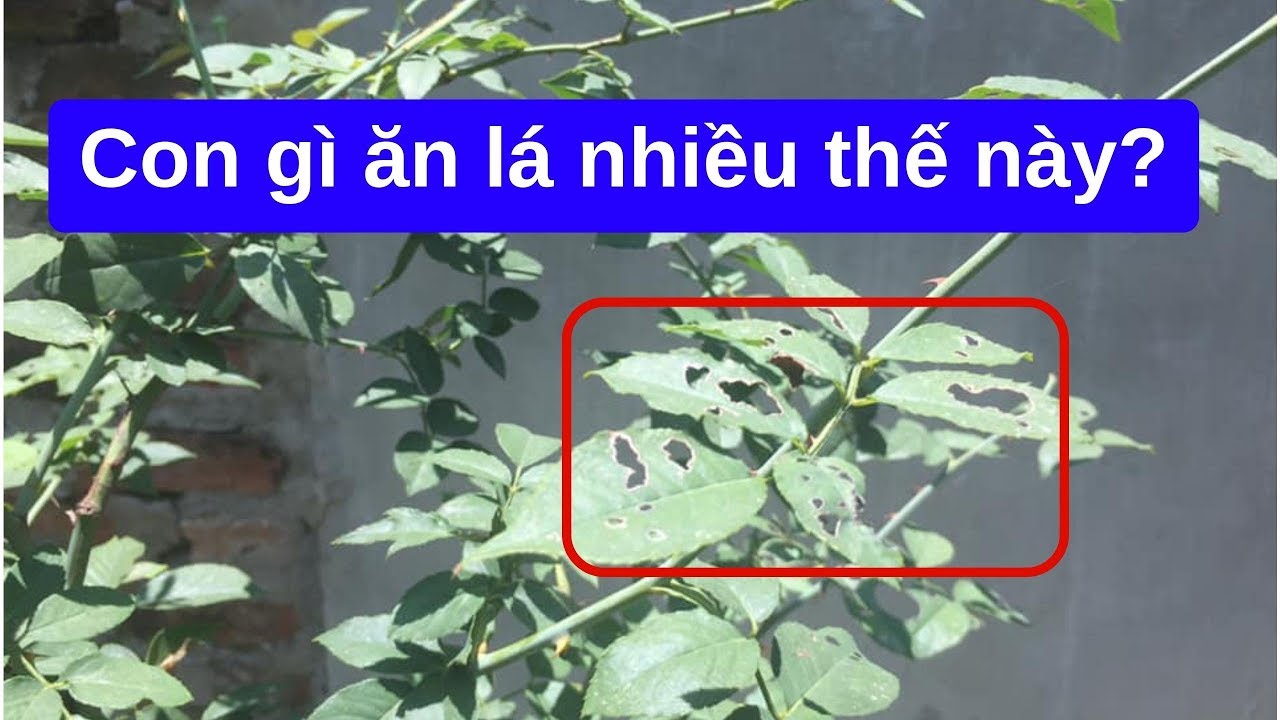 Chia sẻ cách nhận biết và trị bọ cánh cứng ăn lá hoa... - youtube