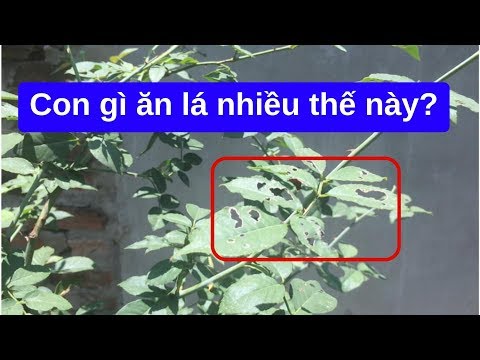 Video Chia sẻ cách nhận biết và trị bọ cánh cứng ăn lá hoa... - youtube