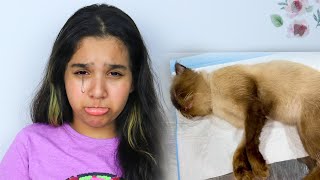 अपनी बिल्ली कूटी को हॉस्पिटल ले गए | शफा रोयी