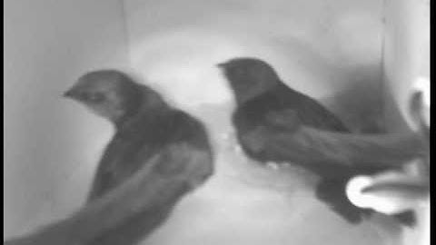 27-06-2010, First time two Swifts in the box, part 2.mpg