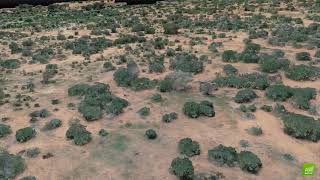 Fly through a 3D reconstruction of African savannah habitat