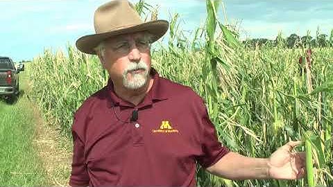 Assessing mid-season hail damage in field corn